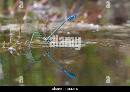 Die Azure Damselfly oder gemeinsame Coenagrion (Coenagrion Puella). Paar im Tandem Eiablage. Lavington Plantage, West Sussex, UK. Stockfoto