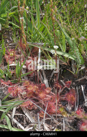 Runde-leaved Sonnentau oder Sonnentau (Drosera Rotundifolia). West Sussex, UK. Juli. Stockfoto