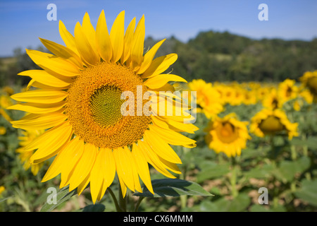 Sonnenblumenfeld in Südfrankreich Stockfoto