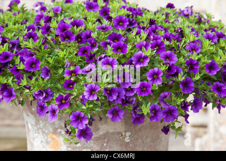 Nahaufnahme einer Urne von heller Sommerblüte, die nach lila Petunia, Großbritannien, zeigt Stockfoto