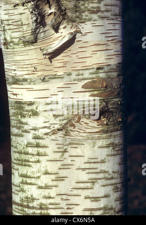 Erman Birke Betula Ermanii (Betulaceae) Stockfoto