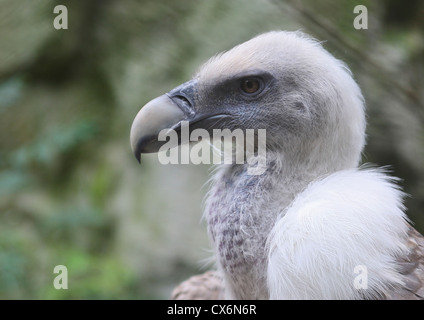 Nahaufnahme der Gänsegeier im Zoo von Amsterdam, Niederlande Stockfoto