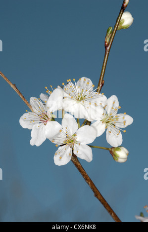 Laubbäume Cockspurthorn Crataegus Persimilis (Rosengewächse) Stockfoto