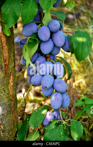 Viele reife Pflaumen hängen an einem Zweig Stockfoto
