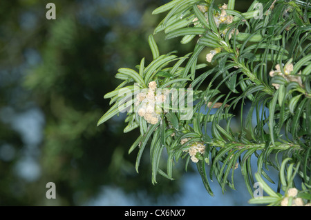 Gemeinsamen Eibe Taxus Baccata Bachufer Stockfoto