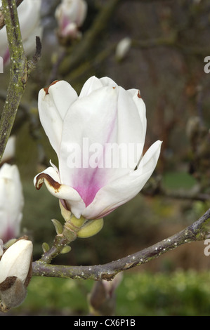 Untertasse Magnolia Magnolia X soulandiana (Magnoliaceae) Stockfoto