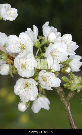 Wilde Kirsche Prunus Avium Rosengewächse Stockfoto