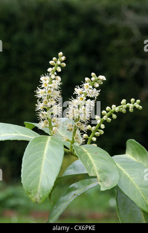 Kirschlorbeer Prunus Laurocerasus Rosengewächse Stockfoto