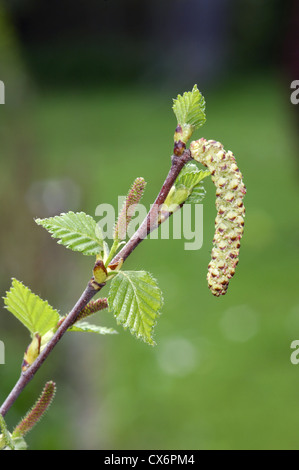 Downy Birke Betula Pubescens Betulaceae Stockfoto