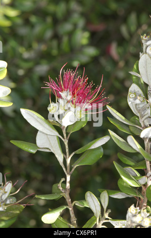 Metrosideros kermadecensis Stockfoto