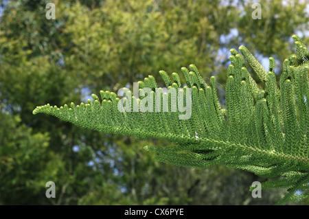 Norfolk Insel Kiefer Araucaria Heterophylla (Araucariaceae) Stockfoto