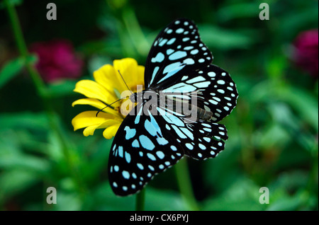 Schmetterling Blumenhonig saugen Szene. Glasige Tiger Schmetterling auf Blüte in Kerala Indien Stockfoto