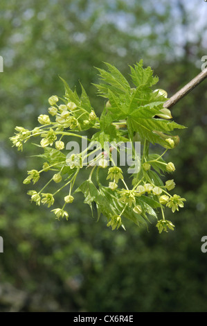 Spitz-Ahorn Acer Platanoides Aceraceae Stockfoto
