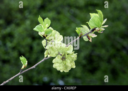 Englische Ulme Ulmus Procera, Ulme Stockfoto