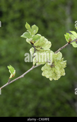 Englische Ulme Ulmus Procera, Ulme Stockfoto