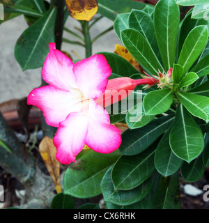 Tropische Blume rosa Adenium (Wüstenrose) Stockfoto