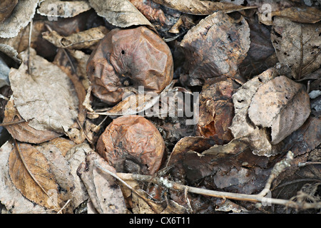 Äpfel und Blätter auf dem Boden verrotten Stockfoto