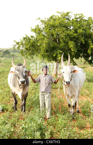 Indischen jungen Sai Kumar mit Zebu in einem Feld Andhra Pradesh in Indien Stockfoto