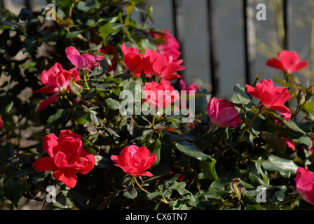 Strauchrose in Chicago Garten. Cherry Red Knock Out stieg. Stockfoto