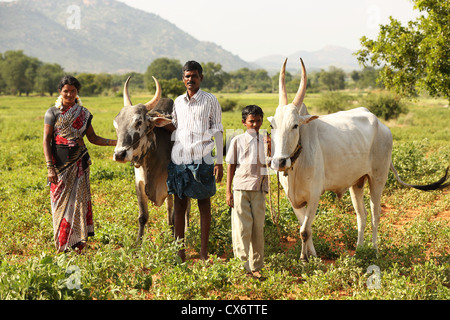 Indische Familie mit Zebu in Südindien ein Feld Stockfoto