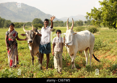 Indische Familie mit Zebu in Südindien ein Feld Stockfoto