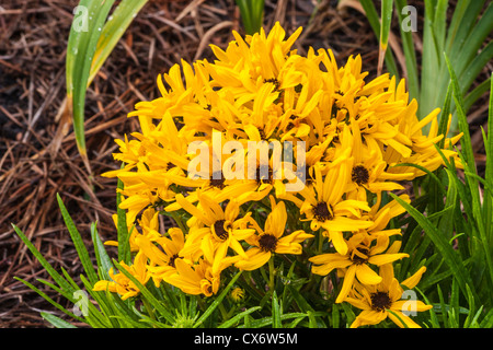 Schwarzäugige Susan, Rudbeckia hirta, im Mercer Arboretum und im Botanischen Garten in Spring, Texas. Stockfoto