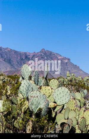 "Prickly Pear Cactus," Opuntia Phaeacantha, im "Big Bend National Park" Stockfoto