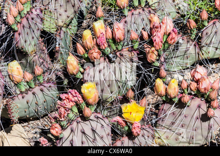 Lila Feigenkaktus, Opuntia Violacea, im frühen Morgenlicht im Big Bend Nationalpark Stockfoto