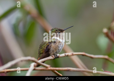 Weiblichen Vulkan Kolibri (Selasphorus Flammula) thront auf einem Ast in Savegre Mountain Lodge, Costa Rica. Stockfoto