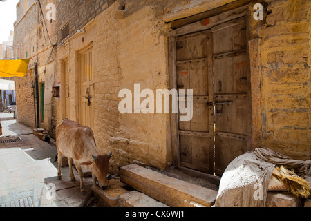 Kühe vor einem Haus in Jaisalmer Fort Stockfoto