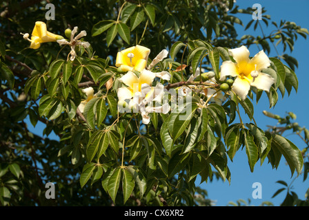 Blüten und Blätter an einem Baum weiß-Floss-Seide (Chorisia Insignis), auch bekannt als Kapok oder Drunken Baum. Süd-Portugal. Stockfoto