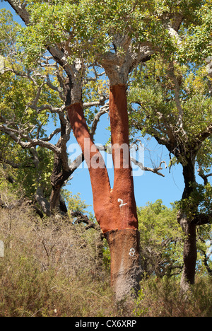 ALGARVE, PORTUGAL. Eine Korkeiche (Quercus Suber), mit Rinde vor kurzem ausgezogen. Stockfoto