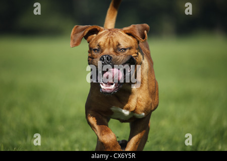 laufen Dogge de bordeaux Stockfoto