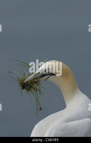 Basstölpel (Morus Bassabus) mit Verschachtelung Material auf Klippe, Bempton Cliffs, East Yorkshire, England, UK Stockfoto