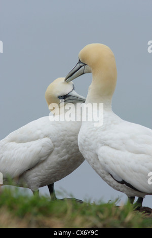 Basstölpel (Morus Bassabus) auf Klippe, Bempton Cliffs, East Yorkshire, England, UK Stockfoto