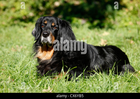 liegenden Hovawart Stockfoto