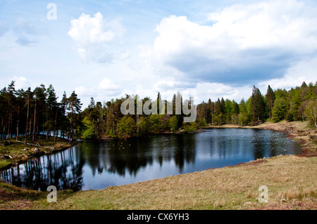 Tarn Hows anzeigen Lake District England Stockfoto