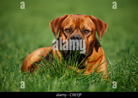 liegende Dogge de bordeaux Stockfoto