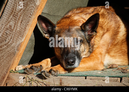 Mischling Stockfoto