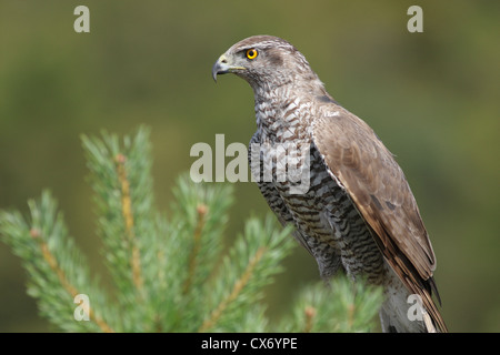 Männliche nördlichen Habicht (Accipiter Gentilis) in Kiefer, Sommer, North Yorkshire, UK (Captive Vogel) Stockfoto