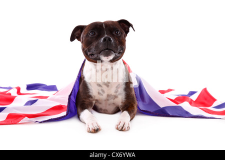 liegenden Staffordshire Bullterrier Stockfoto