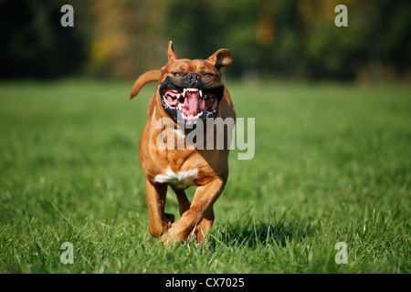 laufen Dogge de bordeaux Stockfoto