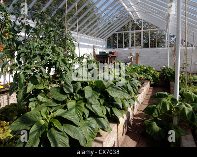 Olivers Plot - viktorianischen Gewächshaus wachsen Tomaten und andere Obst und Gemüse, die einst von Oliver Westindischen ansässig Stockfoto