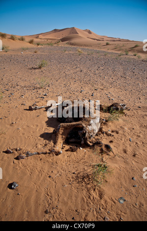 Tote Kamel in der Wüste Sahara Fäulnis Stockfoto