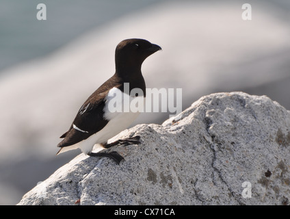 Little Auk auf den Felsen in einer Kolonie in Spitzbergen, Svalbard. Stockfoto