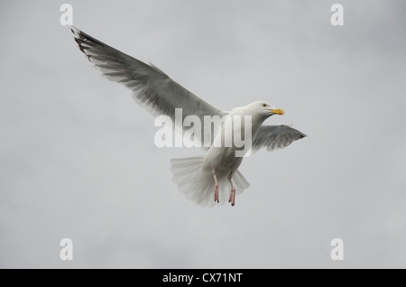 Hering-Möwe fliegt in den bewölkten Himmel Stockfoto