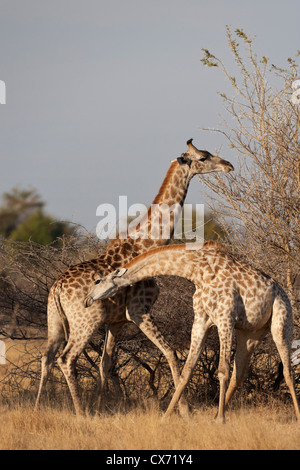 Giraffe kämpfen kämpfen Okavango Delta, Botswana Stockfoto