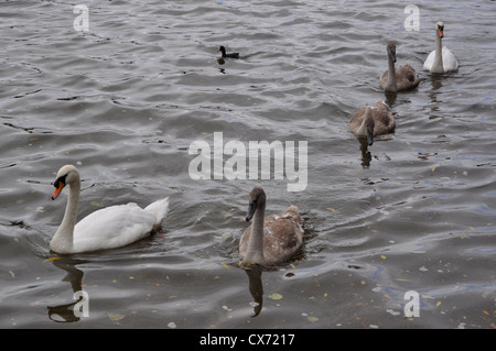 Eine Schar von Schwänen. Stockfoto