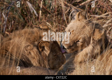 Löwe stolz Wildtier Okavango Delta, Botswana Stockfoto