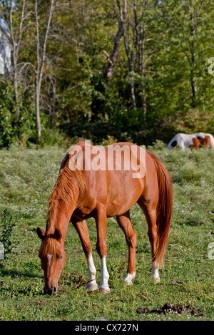 Rotes Pferd mit Stern und 4 weißen Socken Schürfwunden, während ein Farben-Pferd weiteren hinten im Feld weidet. Stockfoto